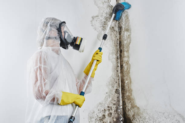 Best Residential Mold Removal  in Watchung, NJ