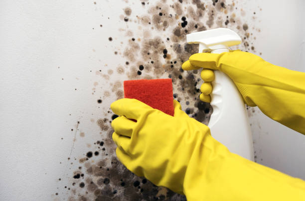 Best Attic Mold Removal  in Watchung, NJ