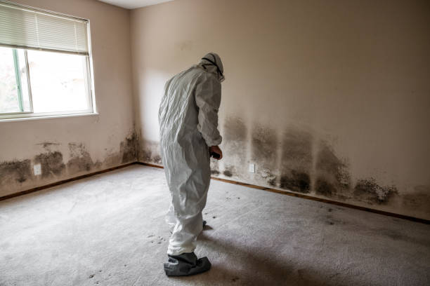 Best Mold Damage Repair  in Watchung, NJ