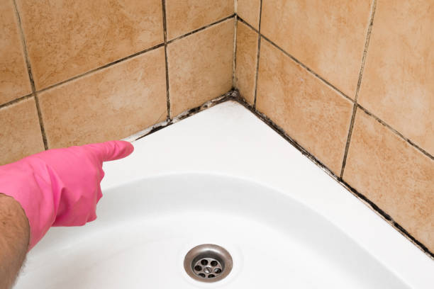 Best Toxic Mold Removal  in Watchung, NJ