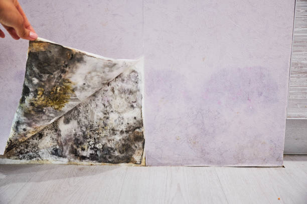 Best Fast Mold Removal  in Watchung, NJ